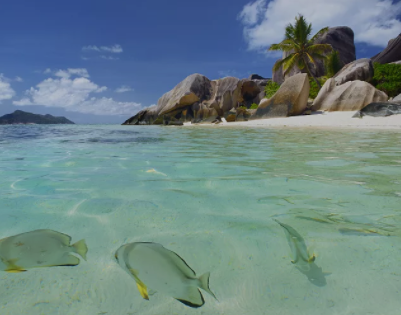 注册塞舌尔公司资料变更